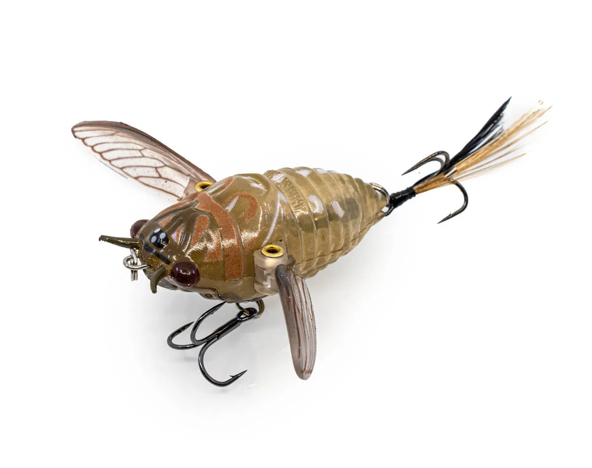 The Ripple Cicada